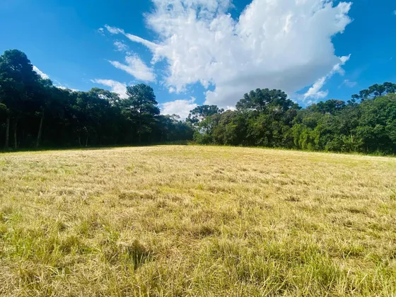 Chácara De 60.000 M2 Com Bosque Em Carambeí.