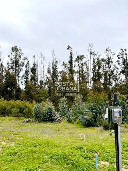 Oportunidad Venta Sitio Bosques De Quilen, Maitencillo