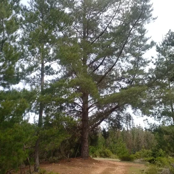 Lindo Sitio Con Bosque En La Cercanía De Pichilemu