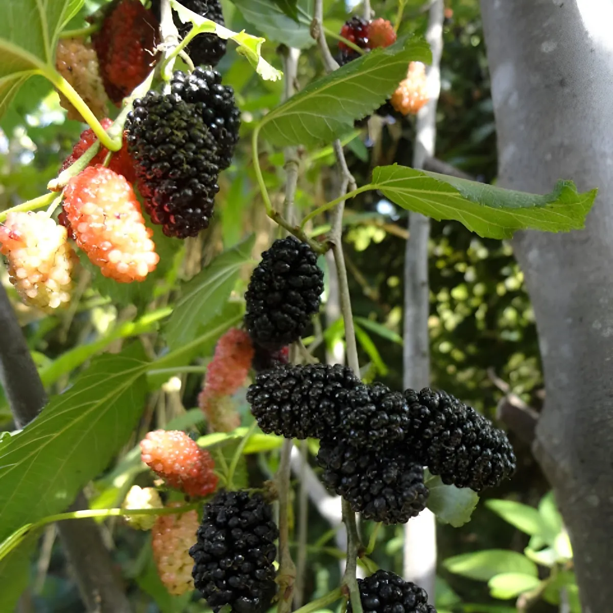 Muda De Amora Gigante Portuguesa Já Produz Vaso Ou Solo Branco
