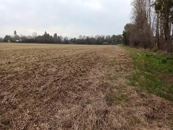 Terreno Agrícola En Venta, Campo De 21 Ha, San Clemente