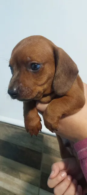 Daschunds Salchichas 