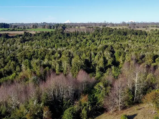 Campo En Fresia De 30 Hectáreas 