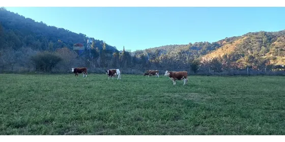 Predio En Venta, Las Cabras (vi Region) 92 Hás