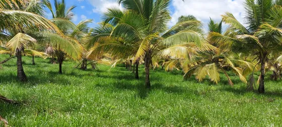 Finca Ganadera En Nisibon De 3000mil Areas La Mitada Sembrada De Coco En Producion 