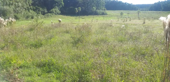 Área De Terra Plantavel