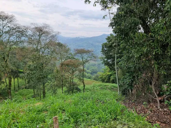 Finca Para La Venta A 3 Minutos De Chinchina