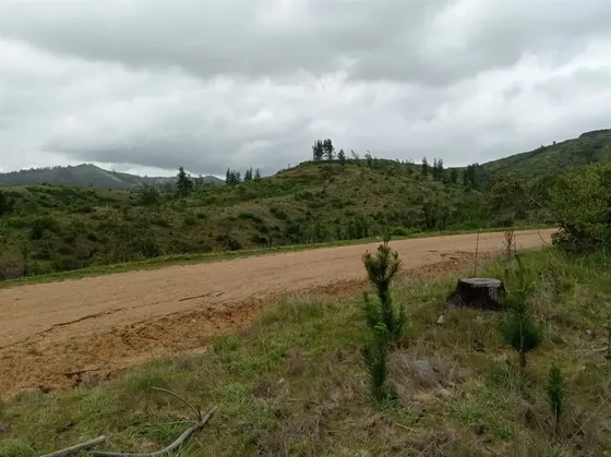 Forestal En Venta En Licantén- Curepto