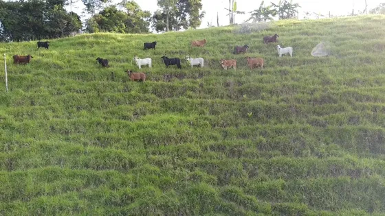 Se Vende Finca Ganadera Y De Cacao 