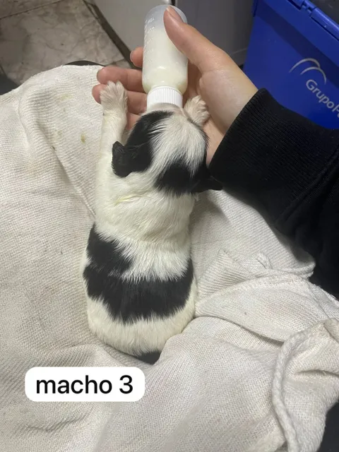 Filhotes De Shytsu
