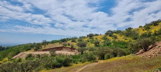 Alta Vista