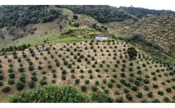Finca Aguacatera De 20 Hectáreas Productiva Entre Guatape Y Granada