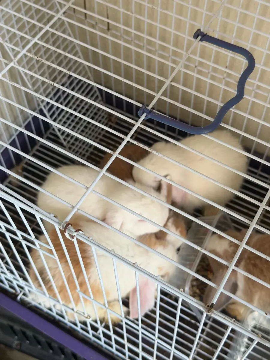 Coelho Mini Lop65566275466242124