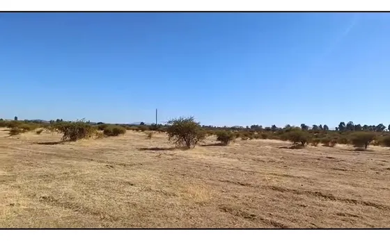 Se Arrienda Terreno De 28 Hectáreas Entre Parral Y Cauquenes