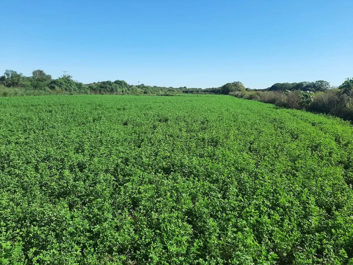 Campo En Venta Suri Pozo - Santiago Del Estero
