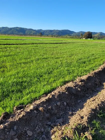 Parcela En Venta En Hualañe