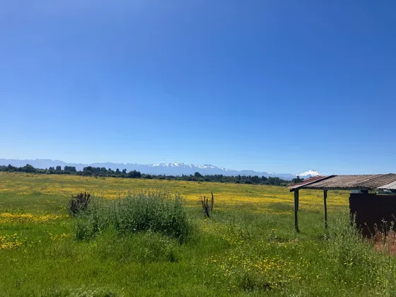 Venta De Campo Dividido En El Maule Id 68.116-cam