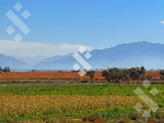 En Venta, Finca En Ugarteche, Lujan De Cuyo, Mendoza