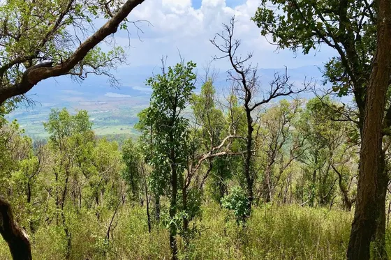 Venta De Terreno Rustico En Mazamitla