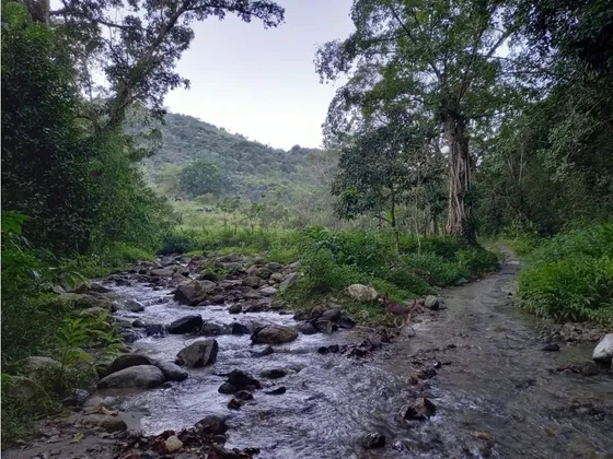 Venta De Finca De 20 Hectáreas En Minca-santa Marta
