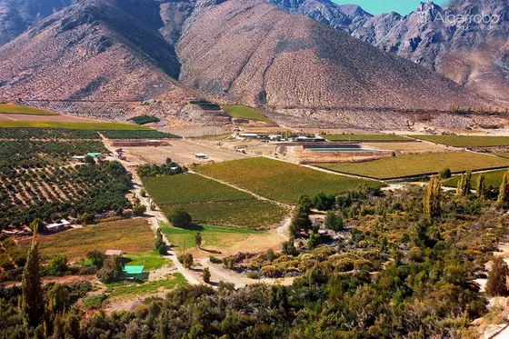 Predio Agrícola Con Palta Durazno Uva Monte Patria Coquimbo