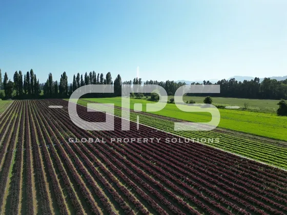 Colbun / 42,5 Ha