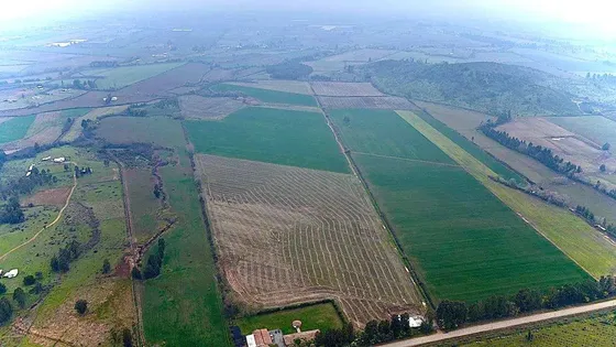 San Clemente 33 Hectáreas Suelo Cultivable (170595)