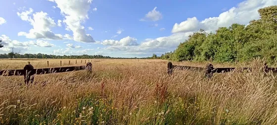 Hermosa Parcela En Condominio Con Bosque Nativo En Frutillar