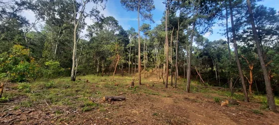 3 Magníficos Lotes De 2 Hectáreas En El Bosque