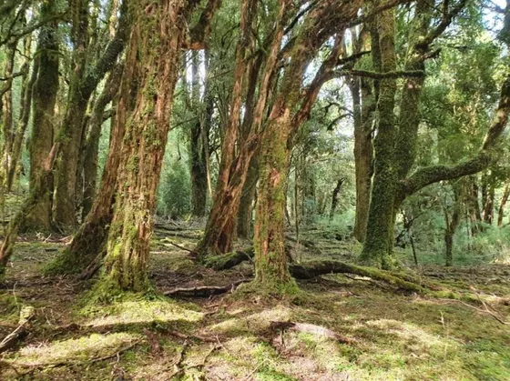 Lugar Mágico En El Sur De Chile- Villa Vangurdia Chaiten