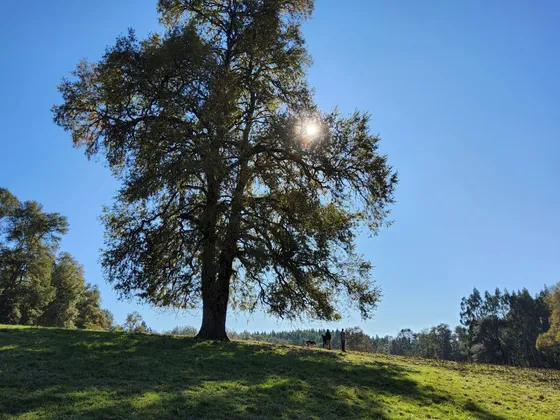 Parcela Con Bosque En Refugio Los Lagos