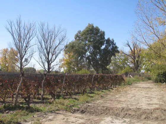 Viñedo 4.7 Has En Venta En San Carlos Valle De Uco