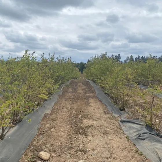 67 Has - San Clemente, Nogales, Arandanos