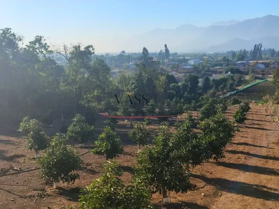 Vass Vende Terreno Agrícola Plantación Activa De Paltos Hass