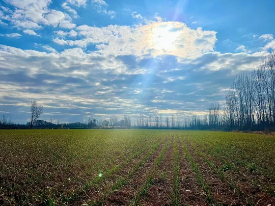 Venta Finca Tunuyán De 17 Hectareas Con Cultivos