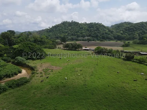 En Venta, Finca Ganadera Con Tierras Productivas Para La Agricultura De 1500 Hectáreas En Zona Guarataro, San Felipe  #/realiza Inversion Inteligente /* Oportunidad Que No Puedes Dejar Pasar.