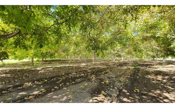 Venta Parcela 3,95 Has De Nogales En Producción San Esteban