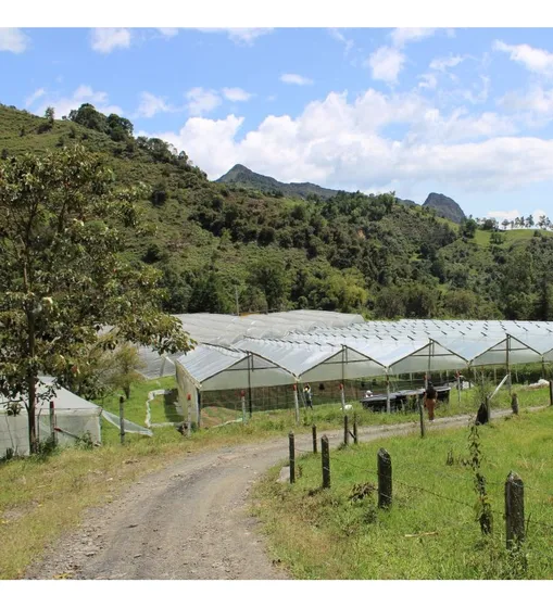 Oportunidad De Negocio: Venta De Finca De Tres Fanegadas, Incluida Empresa Con Veinticuatro Naves De Invernaderos De Tomate Variedades Cherry Y Uvalina, Sesión De Contratos Con Tres Empresas.