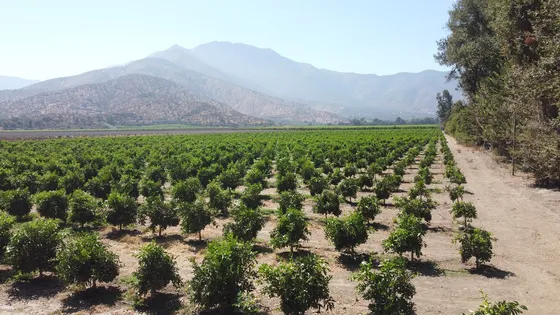 Venta De Campo Agrícola En Curacaví Id 49.178-cam