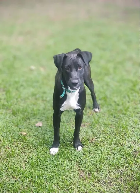 Felipa En Adopción - Hembra De Un Año Y Medio