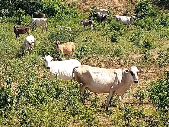 Se Vende Finca En Falcon, Cerca De Capadare, San Juan De Los Cayos , Excelente Oferta