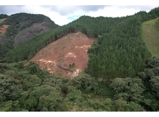 Excelente Finca Sembrada En Pino Para Inversión O Recreo 