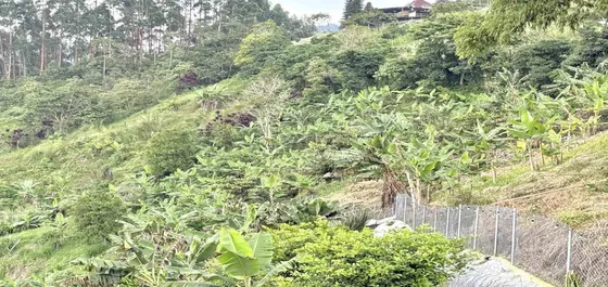 Lote En Venta En El Erazo/voladero/pereira (279061630).