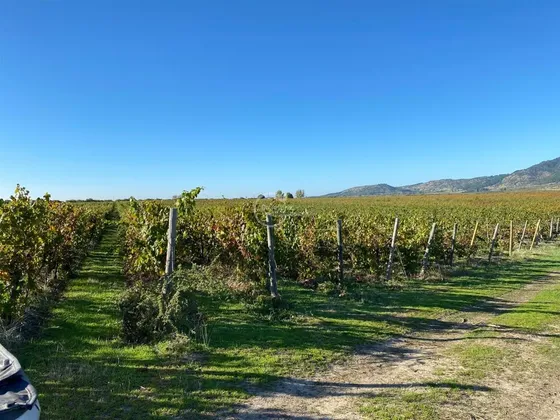 Agrícola En Venta En Cauquenes