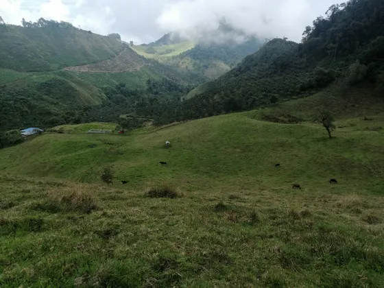 Venta De Excelente Finca Murillo Tolima