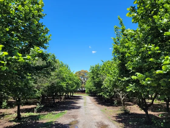 Venta De Campo Agrícola En Longaví Id 64.589-cam