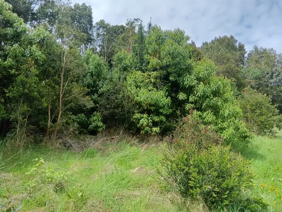 Parcela De 1 Há. Con Gran Vista Al Lago Rupanco
