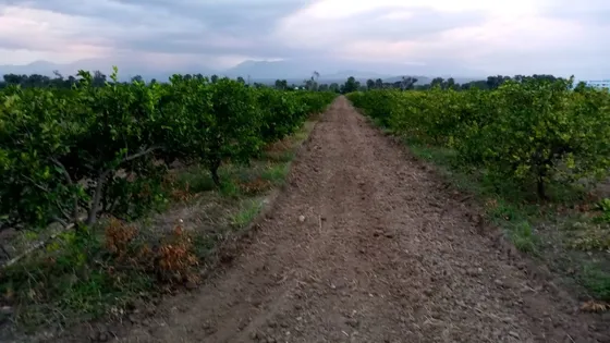 For Sale Finca De 602 Tareas En San Juan De La Maguana Sebrada Ya No Tiene Limon Fue Elimado 