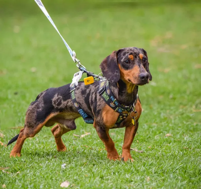 Servicio Monta Stud Salchicha Dachshund Arlequin Kca Acai