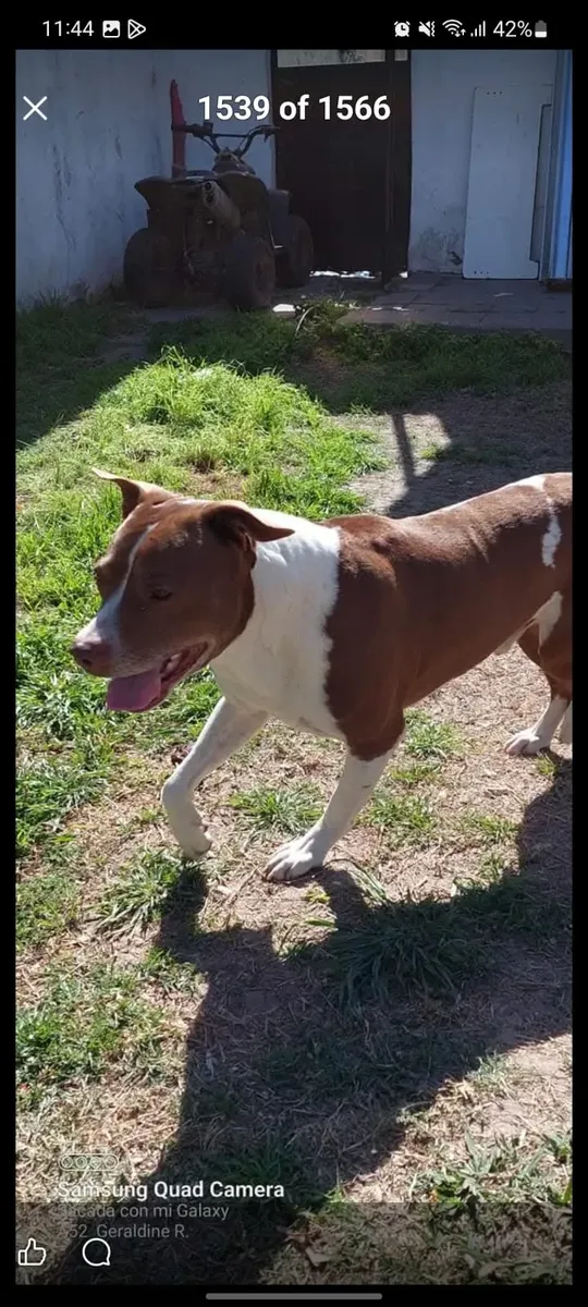 Perritos Pitbull De 45 Días 65675567640321121